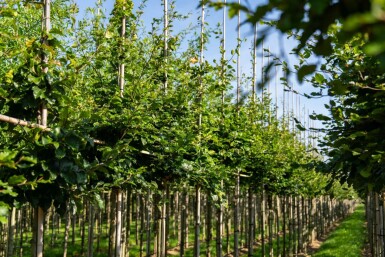 Fagus sylvatica hoogstam 20/25