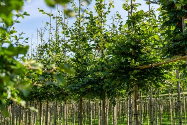 Fagus sylvatica hoogstam 20/25