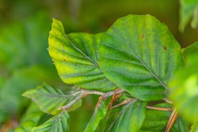 Fagus sylvatica hoogstam 20/25