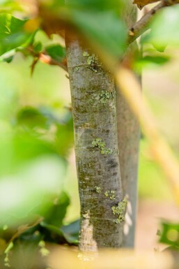 Fagus sylvatica hoogstam 20/25