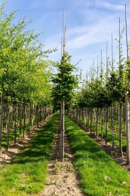 Fagus sylvatica hoogstam 20/25