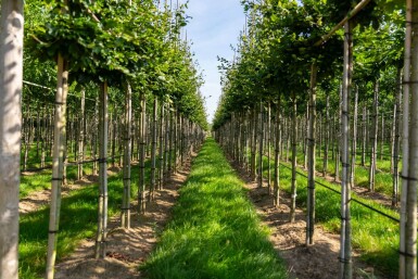 Fagus sylvatica hoogstam 20/25