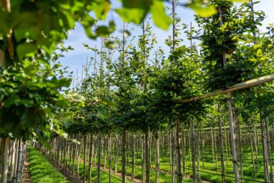 Fagus sylvatica hoogstam 20/25