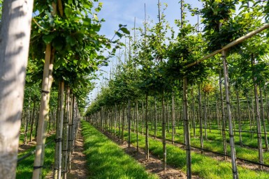 Fagus sylvatica hoogstam 20/25