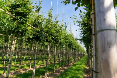 Fagus sylvatica hoogstam 20/25