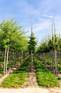Fagus sylvatica hoogstam 20/25