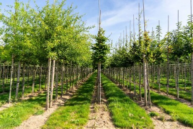 Fagus sylvatica hoogstam 20/25