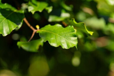 Fagus sylvatica hoogstam 20/25