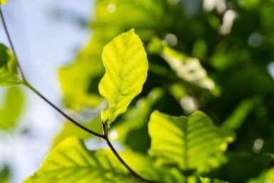Fagus sylvatica hoogstam 20/25