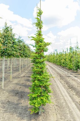 Fagus sylvatica beveerd