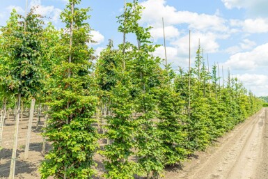 Fagus sylvatica beveerd