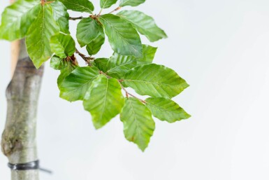 Fagus sylvatica beveerd