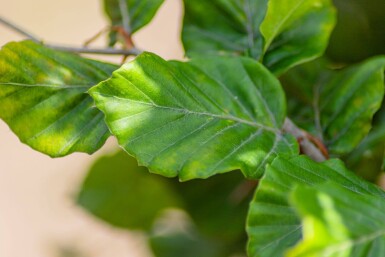 Fagus sylvatica beveerd