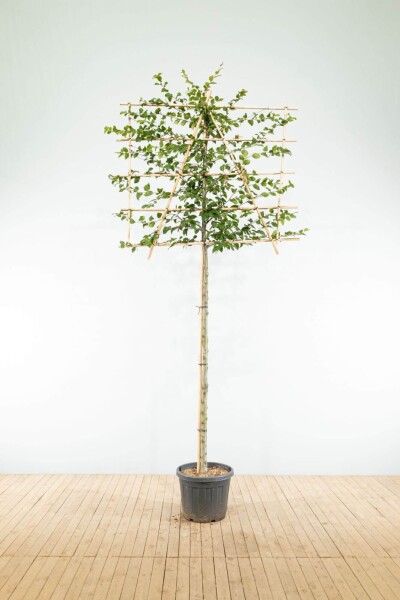 Fagus sylvatica leiboom