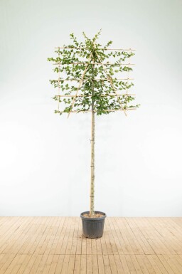 Fagus sylvatica leiboom