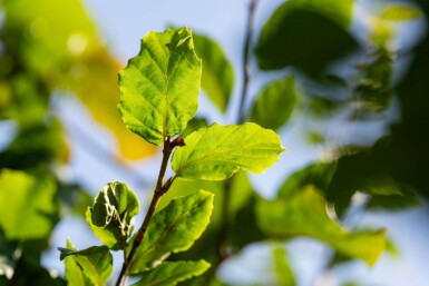 Fagus sylvatica leiboom