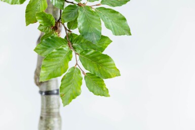 Fagus sylvatica leiboom