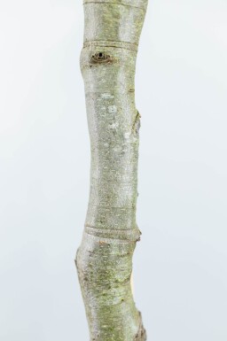 Fagus sylvatica leiboom