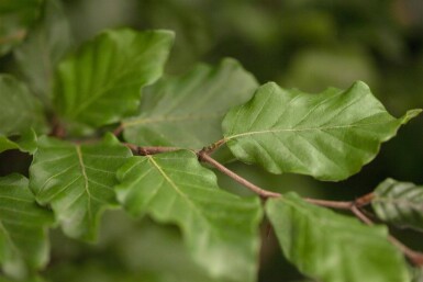 Fagus sylvatica leiboom