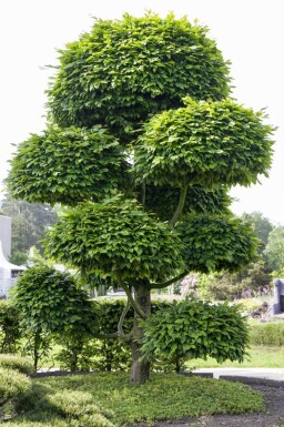 Fagus sylvatica leiboom