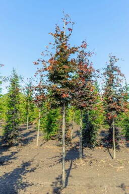 Fagus sylvatica 'Atropunicea' hoogstam