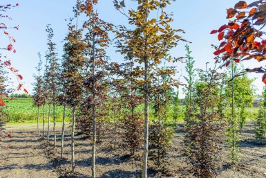 Fagus sylvatica 'Atropunicea' hoogstam