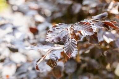 Fagus sylvatica 'Atropunicea' hoogstam 8/10