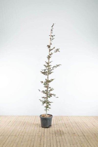 Fagus sylvatica 'Atropunicea' beveerd 12/14