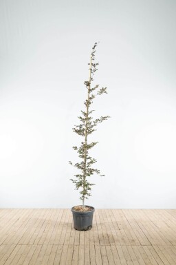 Fagus sylvatica 'Atropunicea' beveerd