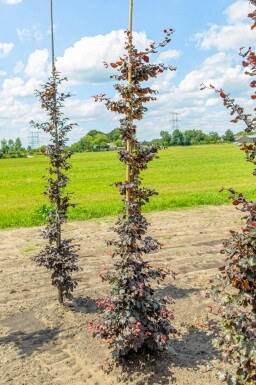 Fagus sylvatica 'Atropunicea' beveerd
