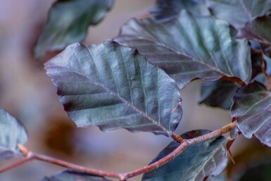 Fagus sylvatica 'Atropunicea' beveerd 12/14
