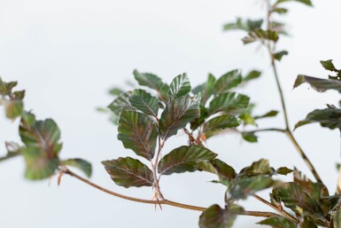 Fagus sylvatica 'Atropunicea' beveerd 12/14