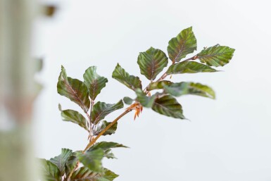 Fagus sylvatica 'Atropunicea' beveerd 12/14