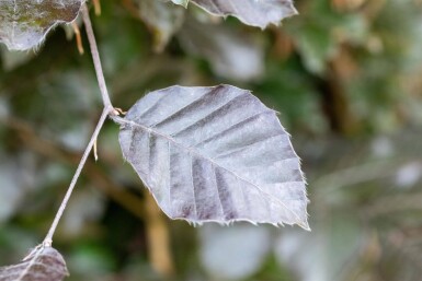 Fagus sylvatica 'Atropunicea' beveerd 12/14