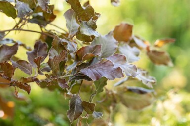 Fagus sylvatica 'Atropunicea' beveerd 12/14