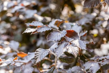 Fagus sylvatica 'Atropunicea' beveerd 12/14