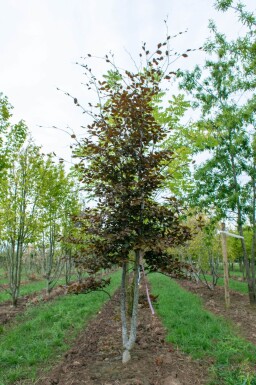 Fagus sylvatica 'Atropunicea' meerstammig