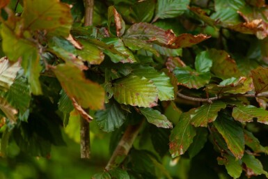 Fagus sylvatica 'Atropunicea' meerstammig