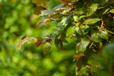 Fagus sylvatica 'Atropunicea' meerstammig 200-250