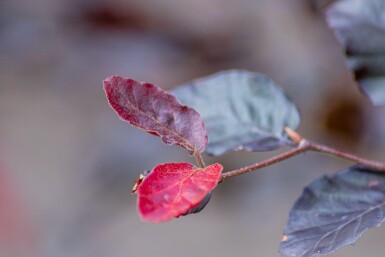 Fagus sylvatica 'Atropunicea' meerstammig 200-250