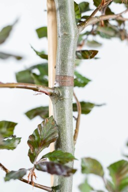 Fagus sylvatica 'Atropunicea' meerstammig 200-250