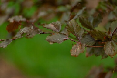 Fagus sylvatica 'Atropunicea' meerstammig 200-250