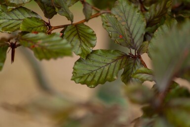 Fagus sylvatica 'Atropunicea' meerstammig 200-250