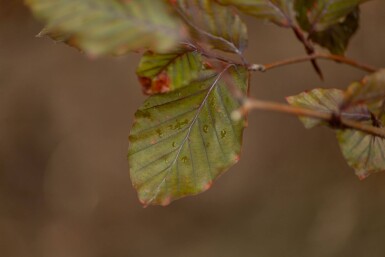 Fagus sylvatica 'Atropunicea' meerstammig 200-250