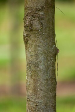 Fagus sylvatica 'Atropunicea' meerstammig 200-250