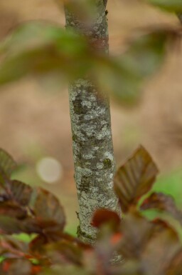 Fagus sylvatica 'Atropunicea' meerstammig 200-250