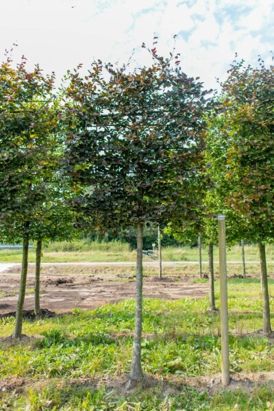Fagus sylvatica 'Atropunicea' leiboom