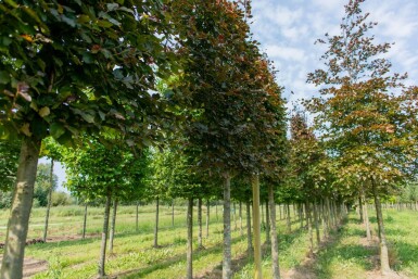 Fagus sylvatica 'Atropunicea' leiboom