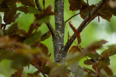 Fagus sylvatica 'Atropunicea' leiboom