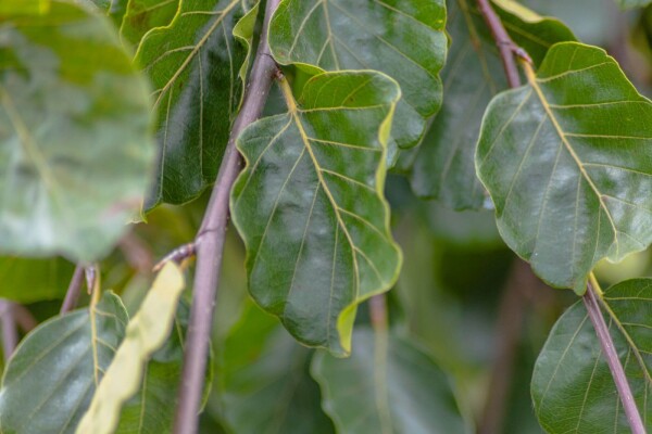 Fagus sylvatica 'Pendula' hoogstam 12/14